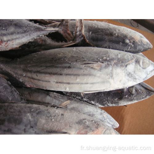 Frozen rayé Bonito WR 300-500G Sarda Orientalis Tuna